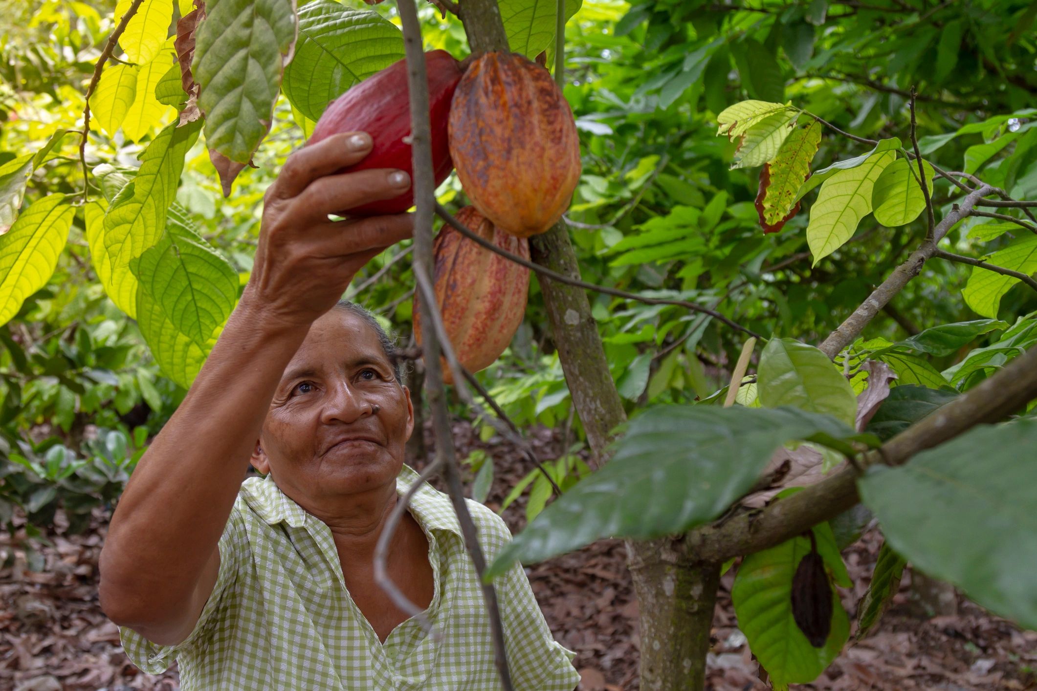 Cocoa Plantation Visit